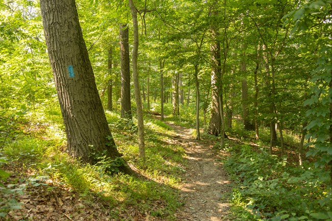 Light filters through trees onto a path through the woods.