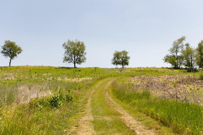 A dirt track curves up to a hilltop with sparse trees.