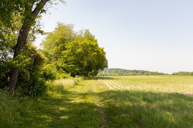A trail at the edge of a farm field flanked by shady trees.