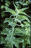 A green stinging nettle plant.