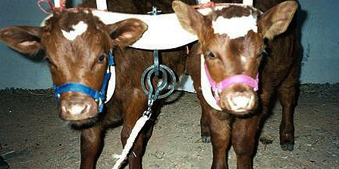Two young brown oxen stand side by side in a yoke.