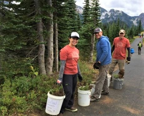 Three volunteers carry plants in buckets up a trail.