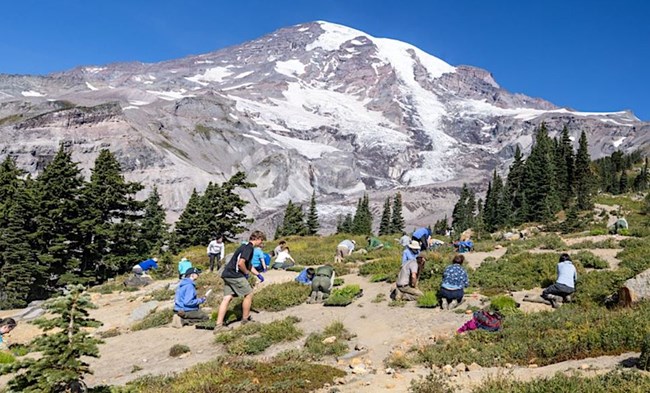A group of people planting young plants in a patchy meadow on the slope of a glaciated mountain.