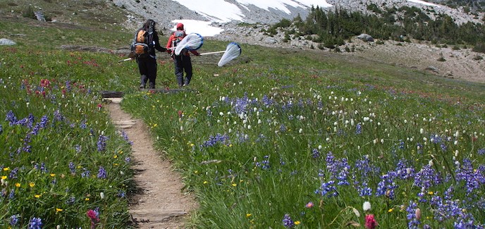 Two hikers with butterfly nets walk along a trail in a wildflower meadow. Two hikers with butterfly nets walk along a trail in a wildflower meadow.