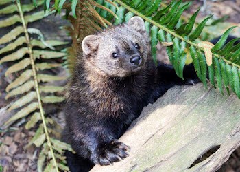 A fisher, a weasel-like animal with brown fur and round ears, looks over a log from behind a fern.