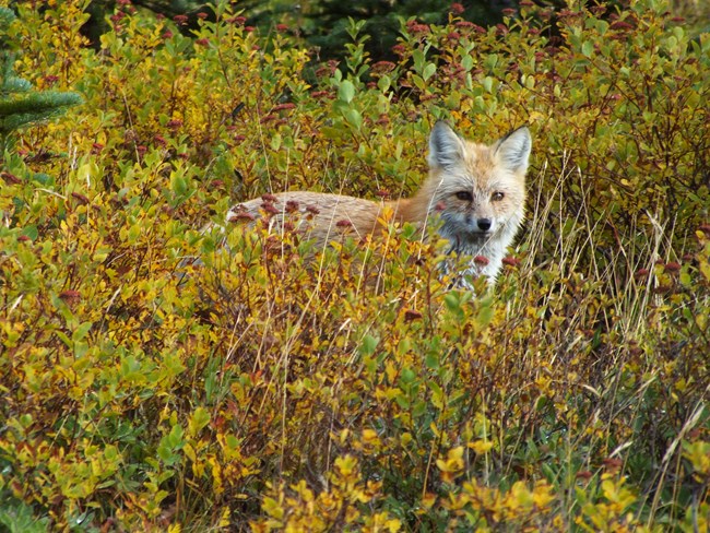 Cascade Red Fox