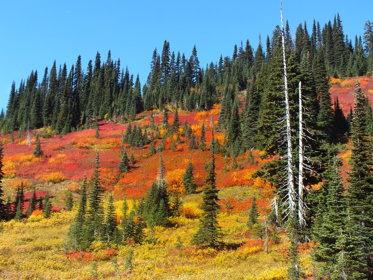 Dark green conifer trees surrounded by fall color of red, orange, and yellow bushes in subalpine meadow