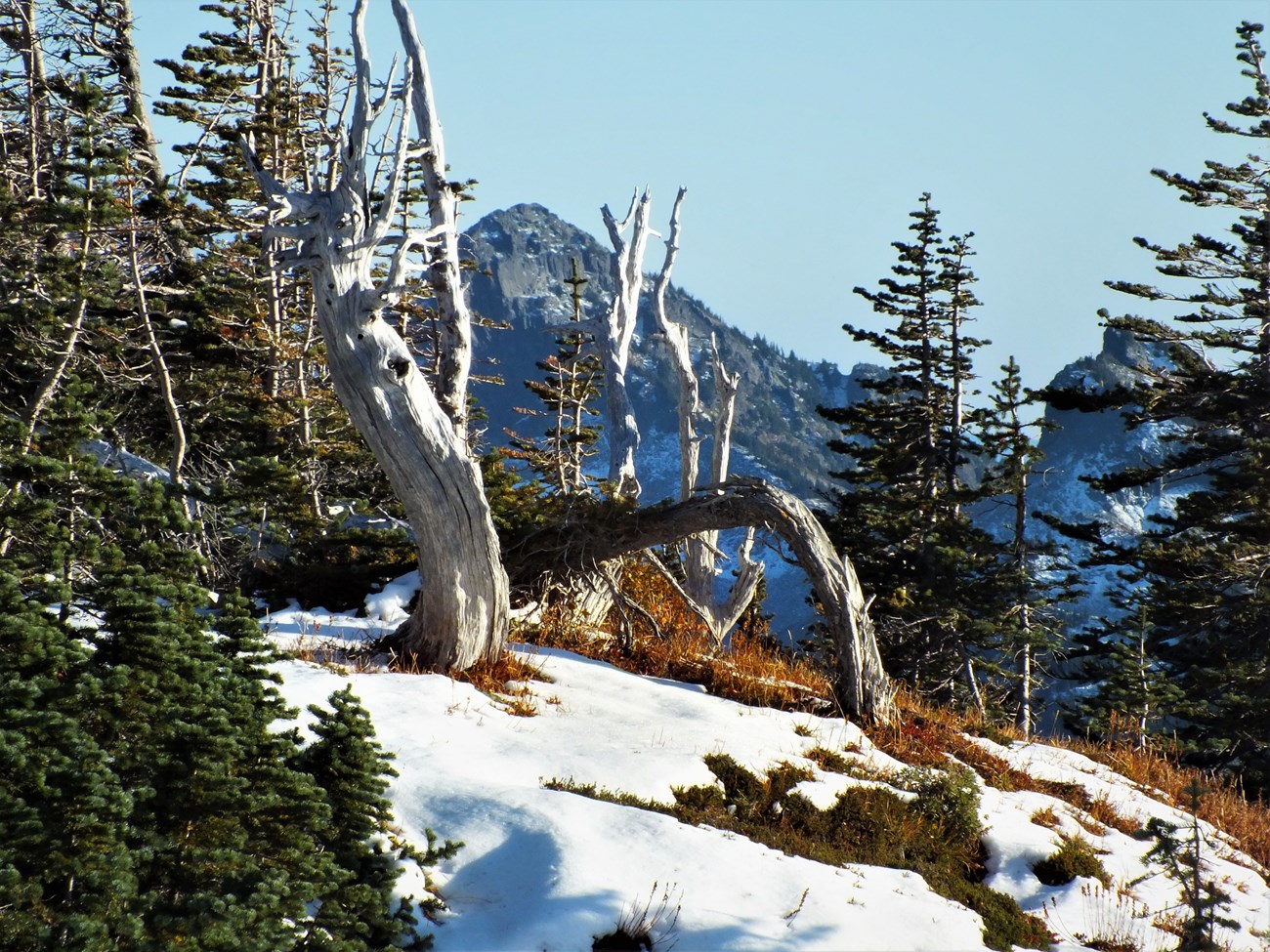 Snagged trees in the snow