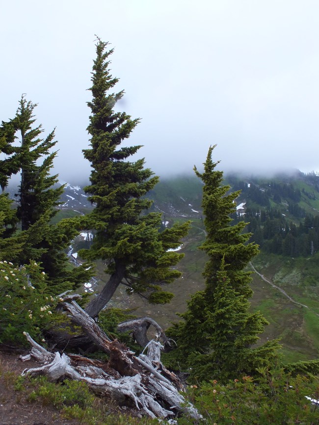 Conifer trees surrounded by fog