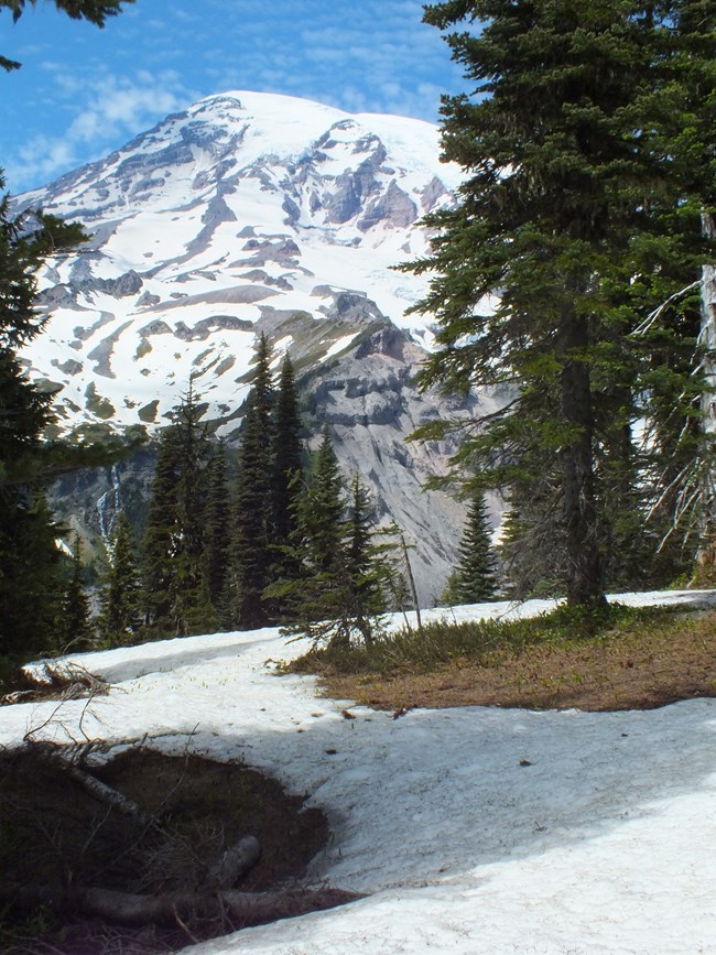 View of glaciated mountain surrounded by trees