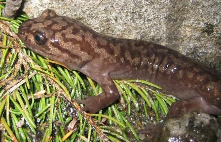 Pacific Giant Salamander