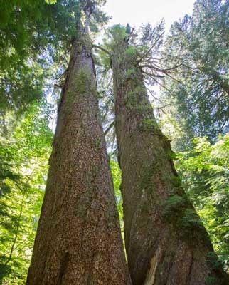 Two large trees along the Grove of the Patriarchs trail