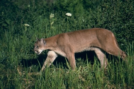 A mountain lion walks through a field.