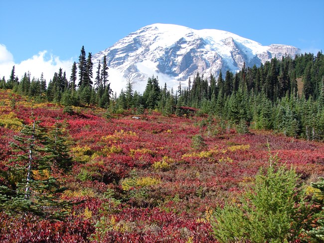 Colorful meadows of wildflowers