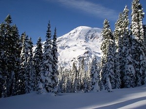 Mount Rainier on a clear winter day with a fresh coat of snow is seen through the subalpine fir trees somewhere on the Nisqually Vista trail. Mount Rainier on a clear winter day with a fresh coat of snow is seen through the subalpine fir trees somewhere on the Nisqually Vista trail.