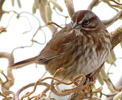 A brown striped bird.