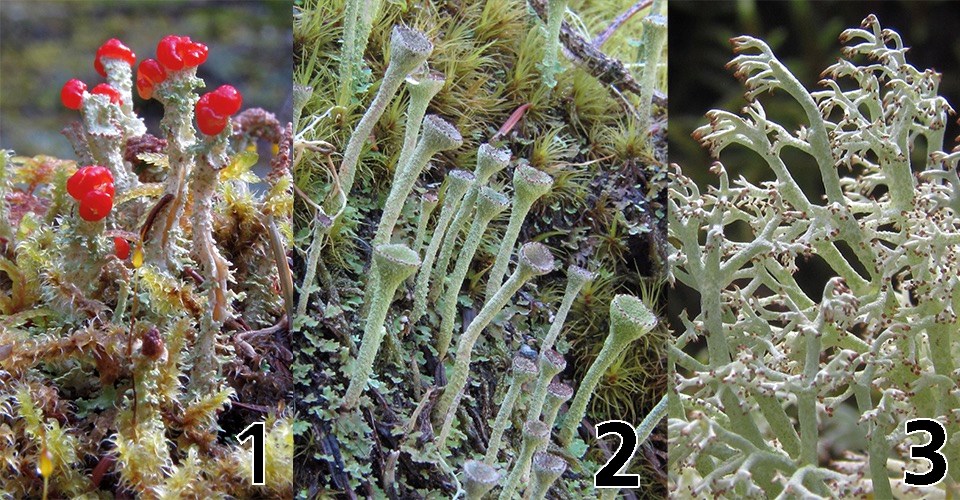 Three images of different lichen labelled left to right 1,2, & 3. Lichen 1 has pale green twisted stalks topped in a bright red cap. Lichen 2 is a series of pale green stalks ending in concave cups. Lichen 3 is a cluster of branching green stems.