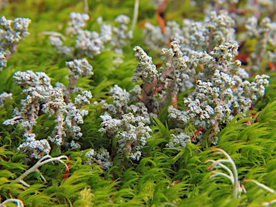 A patch of lichen with grey-green growths on short stalks growing out of bright green moss.