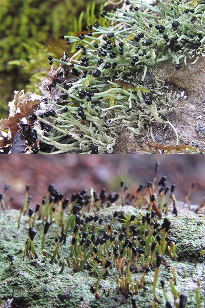 Two photos of lichen with short green stalks topped in round black heads.
