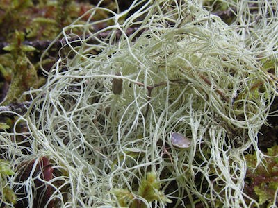 A mass of hair-like pale green lichen strands.