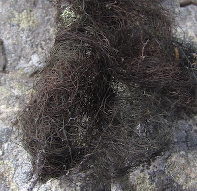 A mass of thread-like black lichen wrapped around a branch.