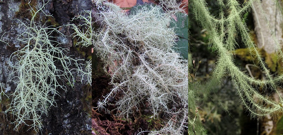 Three photos of pale green lichens with numerous short branches coming off of a central stem.