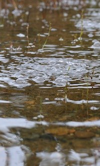 Bubbles break the surface of the water of one of the Longmire Mineral Springs.