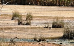 Yellow-brown mineral deposits called travertine from the Longmire Mineral Springs.