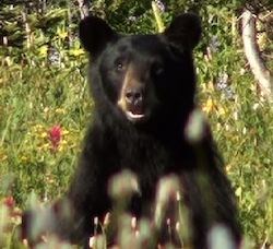 Black Bear