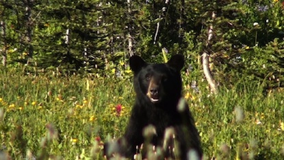 A bear sitting in the meadow at Indian Bar. Photo taken September 5, 2011. A bear sitting in the meadow at Indian Bar. Photo taken September 5, 2011.