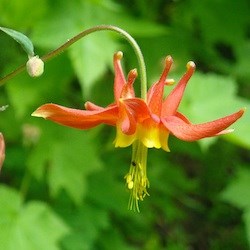 Crimson Columbine