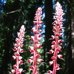 Outdoor series-Wildflowers