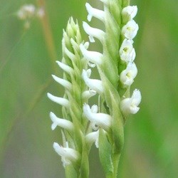 Hooded Ladies' Tresses