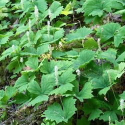 A cluster of Vanilla Leaf plants carpeting the ground.