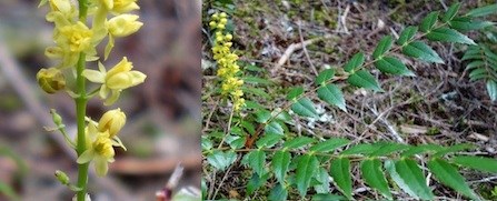 Yellow Cascade Oregon-grape flowers (left); leaves with 11-19 toothed leaflets (right).