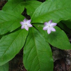 Starflower