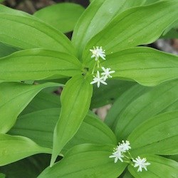 Star-flowered False Solomon's Seal