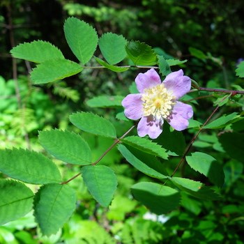A large-petaled pink wildflower with toothed leaflets.