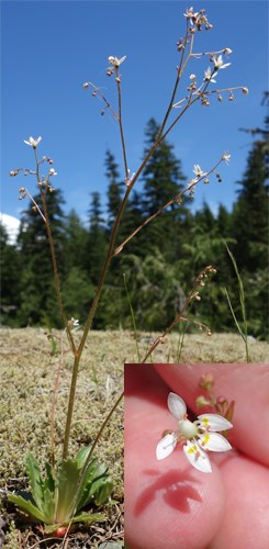 Rusty Saxifrage with inset showing close-up of flower.