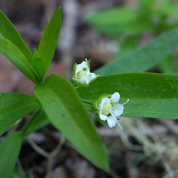 Large-leaf Sandwort