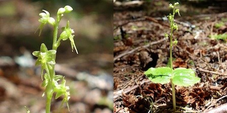 Heart-Leaf TwayBlade (right), with close-up of flower (left).