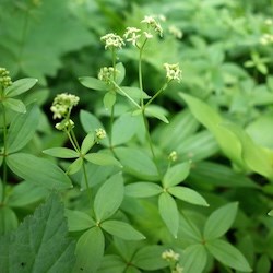 Oregon Bedstraw