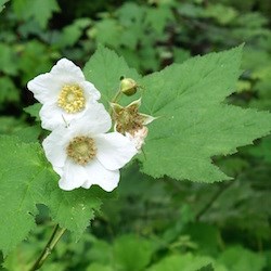 Thimbleberry