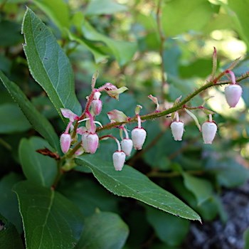 Several pinkish-white bell-shaped flowers hang off a stem surrounded by dark green leaves.