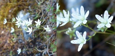 Yellow-dot Saxifrage (left), with close-up of flowers (right).