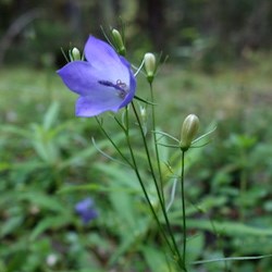 2013-7-30_CommonHarebell_KLoving_web