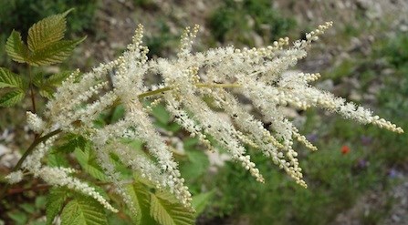 Goat's Beard