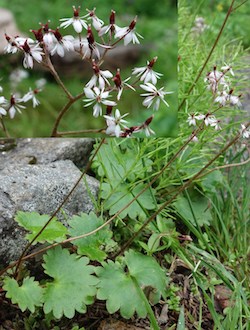 Nelson's Brook Saxifrage with an inset showing an enlarged photo of the flower.