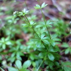 Fragrant Bedstraw