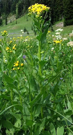 Arrowleaf Groundsel